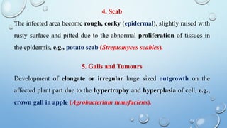 4. Scab
The infected area become rough, corky (epidermal), slightly raised with
rusty surface and pitted due to the abnormal proliferation of tissues in
the epidermis, e.g., potato scab (Streptomyces scabies).
5. Galls and Tumours
Development of elongate or irregular large sized outgrowth on the
affected plant part due to the hypertrophy and hyperplasia of cell, e.g.,
crown gall in apple (Agrobacterium tumefaciens).
 