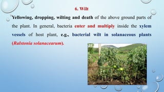 6. Wilt
Yellowing, dropping, wilting and death of the above ground parts of
the plant. In general, bacteria enter and multiply inside the xylem
vessels of host plant, e.g., bacterial wilt in solanaceous plants
(Ralstonia solanacearum).
 