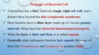 Structure of Bacterial Cell
 A bacterium has a thin, relatively tough, rigid cell wall, and a
distinct three layered but thin cytoplasmic membrane.
 Most bacteria have a slime layer made up of viscous gummy
material. Slime layer has bacterial immunological property.
 When the layer is thick and firm, it is called capsule.
 Generally plant pathogenic bacteria lack capsule but some of
them like Pseudomonas and Xanthomonas produce slime.
 