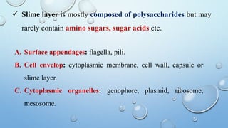 A. Surface appendages: flagella, pili.
B. Cell envelop: cytoplasmic membrane, cell wall, capsule or
slime layer.
C. Cytoplasmic organelles: genophore, plasmid, ribosome,
mesosome.
 Slime layer is mostly composed of polysaccharides but may
rarely contain amino sugars, sugar acids etc.
 