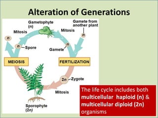 Unit 3 biodiversity of plants | PPT