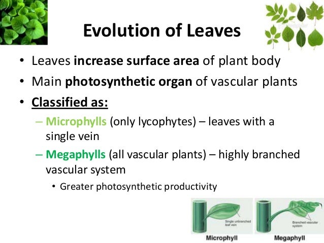 Image result for EVOLUTION OF LEAVES