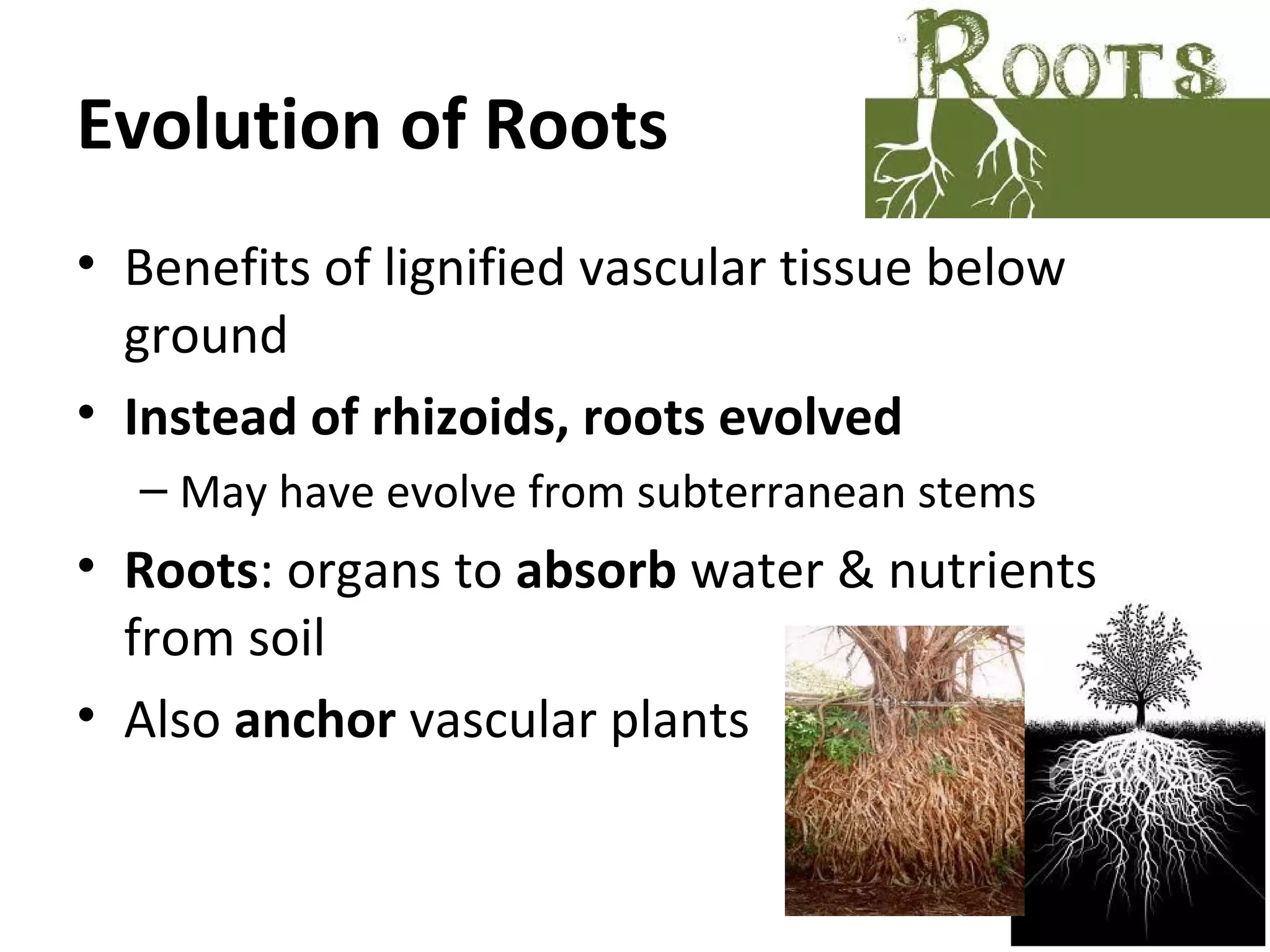 biodiversity of plants | PPT