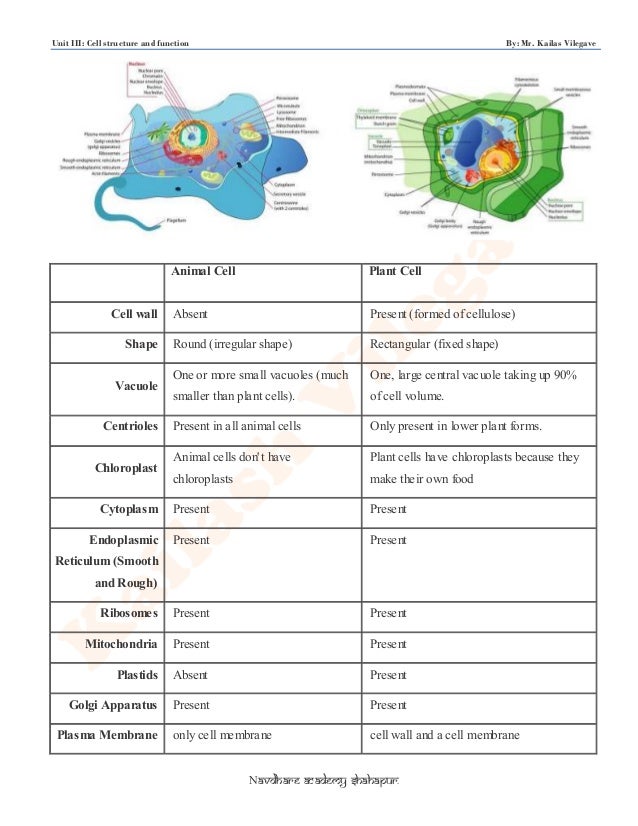 Cell Parts Location And Function Chart