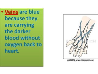 • Veins are blue
because they
are carrying
the darker
blood without
oxygen back to
heart.

 
