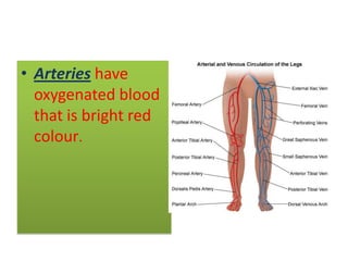 • Arteries have
oxygenated blood
that is bright red
colour.

 