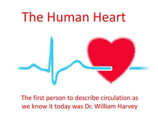 The Human Heart

The first person to describe circulation as
we know it today was Dr. William Harvey

 