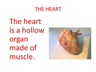 THE HEART

The heart
is a hollow
organ
made of
muscle.

 