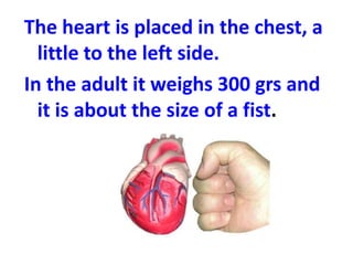 The heart is placed in the chest, a
little to the left side.
In the adult it weighs 300 grs and
it is about the size of a fist.

 