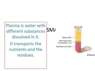 Plasma is water with
PLASMA
different substances
dissolved in it.
It transports the
nutrients and the
residues.

 