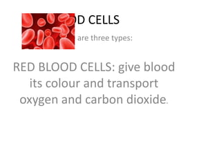 BLOOD CELLS
There are three types:

RED BLOOD CELLS: give blood
its colour and transport
oxygen and carbon dioxide.

 