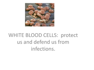 WHITE BLOOD CELLS: protect
us and defend us from
infections.

 
