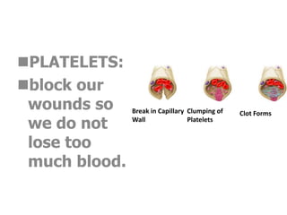PLATELETS:
block our
wounds so
we do not
lose too
much blood.

Break in Capillary Clumping of
Wall
Platelets

Clot Forms

 