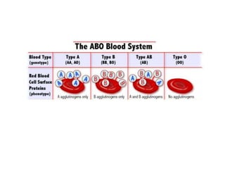 What Makes Our Blood Type?

 
