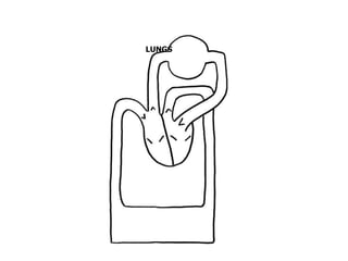 LUNGS

 