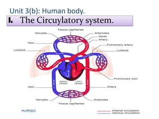 Unit 3(b): Human body.

1. The Circuylatory system.

 
