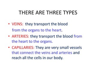 THERE ARE THREE TYPES
• VEINS: they transport the blood
from the organs to the heart.
• ARTERIES: they transport the blood from
the heart to the organs.
• CAPILLARIES: They are very small vessels
that connect the veins and arteries and
reach all the cells in our body.

 