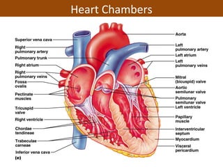 Heart Chambers
 