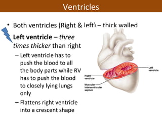 • Both ventricles (Right & left) – thick walled
• Left ventricle – three
times thicker than right
– Left ventricle has to
push the blood to all
the body parts while RV
has to push the blood
to closely lying lungs
only
– Flattens right ventricle
into a crescent shape
Ventricles
 