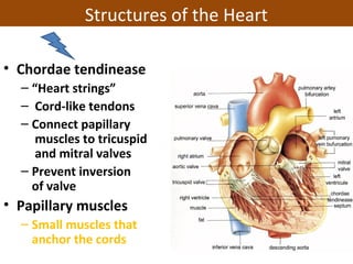 • Chordae tendinease
– “Heart strings”
– Cord-like tendons
– Connect papillary
muscles to tricuspid
and mitral valves
– Prevent inversion
of valve
• Papillary muscles
– Small muscles that
anchor the cords
Papillary
muscle
Structures of the Heart
 