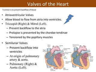 Valves of the Heart
• Semilunar Valves
– Prevent backflow into
ventricles
– At origin of pulmonary
artery & aorta.
– Pulmonary (Right) &
Aortic (Left).
• Atrioventricular Valves
• Allow blood to flow from atria into ventricles.
• Tricuspid (Right) & Mitral (Left).
– Prevent backflow to the atria
– Prolapse is prevented by the chordae tendinae
– Tensioned by the papillary muscles
Function is to prevent backflow of blood
 