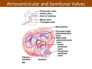 Atrioventricular and Semilunar Valves
 