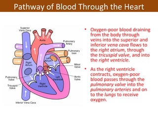 • Oxygen-poor blood draining
from the body through
veins into the superior and
inferior vena cava flows to
the right atrium, through
the tricuspid valve, and into
the right ventricle.
• As the right ventricle
contracts, oxygen-poor
blood passes through the
pulmonary valve into the
pulmonary arteries and on
to the lungs to receive
oxygen.
Pathway of Blood Through the Heart
 