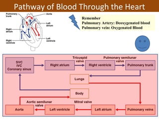 Pathway of Blood Through the Heart
Remember
Pulmonary Artery: Deoxygenated blood
Pulmonary vein: Oxygenated Blood
 