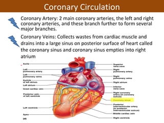 Coronary Artery: 2 main coronary arteries, the left and right
coronary arteries, and these branch further to form several
major branches.
Coronary Veins: Collects wastes from cardiac muscle and
drains into a large sinus on posterior surface of heart called
the coronary sinus and coronary sinus empties into right
atrium
Coronary Circulation
 