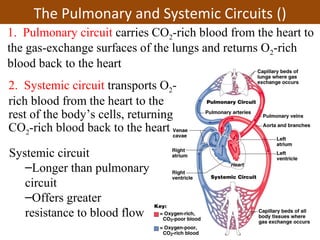 The Pulmonary and Systemic Circuits ()
Systemic circuit
–Longer than pulmonary
circuit
–Offers greater
resistance to blood flow
1. Pulmonary circuit carries CO2-rich blood from the heart to
the gas-exchange surfaces of the lungs and returns O2-rich
blood back to the heart
2. Systemic circuit transports O2-
rich blood from the heart to the
rest of the body’s cells, returning
CO2-rich blood back to the heart
 