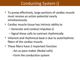 • To pump effectively, large portions of cardiac muscle
must receive an action potential nearly
simultaneously.
• Cardiac muscle tissue has intrinsic ability to
– Generate and conduct impulses ()
– Signal these cells to contract rhythmically
• Inherent and rhythmical beat is due to autorhythmic
fibers of the cardiac muscle.
• These fibers have 2 important function
- Act as pace maker (Nodal cells)
- Form the conduction system
Conducting System ()
 