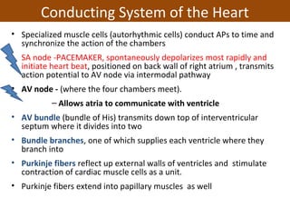 • Specialized muscle cells (autorhythmic cells) conduct APs to time and
synchronize the action of the chambers
• SA node -PACEMAKER, spontaneously depolarizes most rapidly and
initiate heart beat, positioned on back wall of right atrium , transmits
action potential to AV node via intermodal pathway
• AV node - (where the four chambers meet).
– Allows atria to communicate with ventricle
• AV bundle (bundle of His) transmits down top of interventricular
septum where it divides into two
• Bundle branches, one of which supplies each ventricle where they
branch into
• Purkinje fibers reflect up external walls of ventricles and stimulate
contraction of cardiac muscle cells as a unit.
• Purkinje fibers extend into papillary muscles as well
Conducting System of the Heart
 