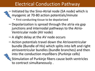 – Initiated by the Sino-Atrial node (SA node) which is
myogenic at 70-80 action potentials/minute
• First conducting tissue to be depolarized
– Depolarization is spread through the atria via gap
junctions and internodal pathways to the Atrio-
Ventricular node (AV node)
– A slight delay at the AV node occurs
– Action potentials travel down the Atrioventricular
bundle (Bundle of His) which splits into left and right
atrioventricular bundles (bundle branches) and then
into the conduction myofibers (Purkinje cells)
– Stimulation of Purkinje fibers cause both ventricles
to contract simultaneously .
Electrical Conduction Pathway
 