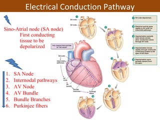 Electrical Conduction Pathway
1. SA Node
2. Internodal pathways
3. AV Node
4. AV Bundle
5. Bundle Branches
6. Purkinjee fibers
Sino-Atrial node (SA node)
First conducting
tissue to be
depolarized
 