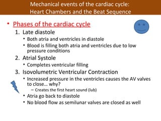 • Phases of the cardiac cycle
1. Late diastole
• Both atria and ventricles in diastole
• Blood is filling both atria and ventricles due to low
pressure conditions
2. Atrial Systole
• Completes ventricular filling
3. Isovolumetric Ventricular Contraction
• Increased pressure in the ventricles causes the AV valves
to close… why?
– Creates the first heart sound (lub)
• Atria go back to diastole
• No blood flow as semilunar valves are closed as well
Mechanical events of the cardiac cycle:
Heart Chambers and the Beat Sequence
 