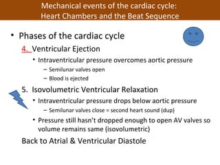• Phases of the cardiac cycle
4. Ventricular Ejection
• Intraventricular pressure overcomes aortic pressure
– Semilunar valves open
– Blood is ejected
5. Isovolumetric Ventricular Relaxation
• Intraventricular pressure drops below aortic pressure
– Semilunar valves close = second heart sound (dup)
• Pressure still hasn’t dropped enough to open AV valves so
volume remains same (isovolumetric)
Back to Atrial & Ventricular Diastole
Mechanical events of the cardiac cycle:
Heart Chambers and the Beat Sequence
 