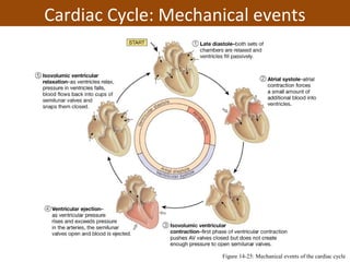 Cardiac Cycle: Mechanical events
Figure 14-25: Mechanical events of the cardiac cycle
 