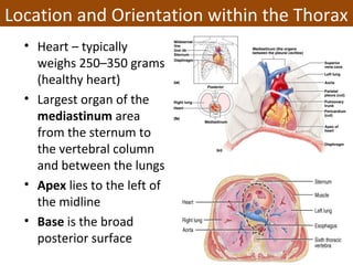 • Heart – typically
weighs 250–350 grams
(healthy heart)
• Largest organ of the
mediastinum area
from the sternum to
the vertebral column
and between the lungs
• Apex lies to the left of
the midline
• Base is the broad
posterior surface
Location and Orientation within the Thorax
 