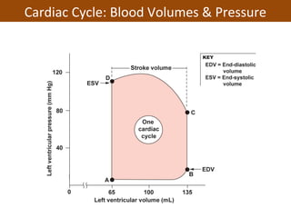 Cardiac Cycle: Blood Volumes & Pressure
 
