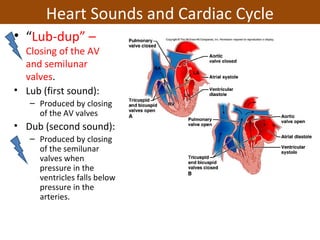 Heart Sounds and Cardiac Cycle
• “Lub-dup” –
Closing of the AV
and semilunar
valves.
• Lub (first sound):
– Produced by closing
of the AV valves
• Dub (second sound):
– Produced by closing
of the semilunar
valves when
pressure in the
ventricles falls below
pressure in the
arteries.
 