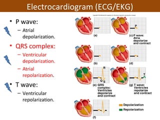 ECG• P wave:
– Atrial
depolarization.
• QRS complex:
– Ventricular
depolarization.
– Atrial
repolarization.
• T wave:
– Ventricular
repolarization.
Electrocardiogram (ECG/EKG)
 