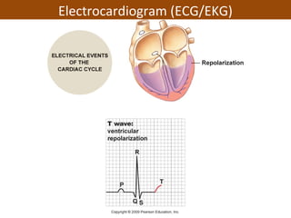 Electrocardiogram (ECG/EKG)
 