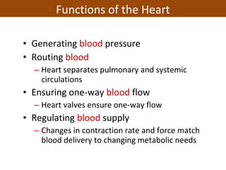• Generating blood pressure
• Routing blood
– Heart separates pulmonary and systemic
circulations
• Ensuring one-way blood flow
– Heart valves ensure one-way flow
• Regulating blood supply
– Changes in contraction rate and force match
blood delivery to changing metabolic needs
Functions of the Heart
 