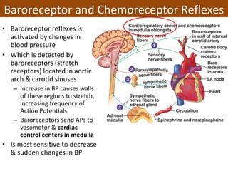 • Baroreceptor reflexes is
activated by changes in
blood pressure
• Which is detected by
baroreceptors (stretch
receptors) located in aortic
arch & carotid sinuses
– Increase in BP causes walls
of these regions to stretch,
increasing frequency of
Action Potentials
– Baroreceptors send APs to
vasomotor & cardiac
control centers in medulla
• Is most sensitive to decrease
& sudden changes in BP
Baroreceptor and Chemoreceptor Reflexes
 