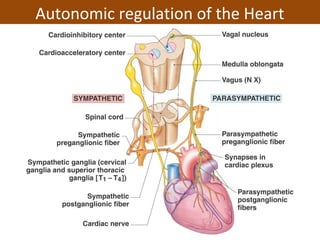 Autonomic regulation of the Heart
 