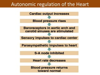 Autonomic regulation of the Heart
 