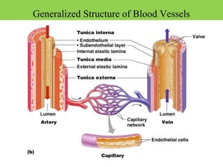 Generalized Structure of Blood Vessels
 
