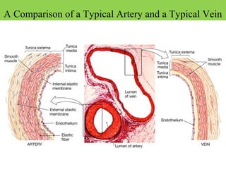 A Comparison of a Typical Artery and a Typical Vein
 