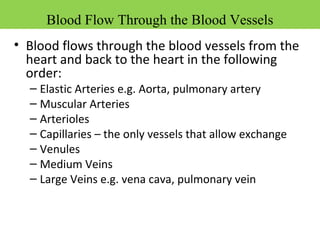 • Blood flows through the blood vessels from the
heart and back to the heart in the following
order:
– Elastic Arteries e.g. Aorta, pulmonary artery
– Muscular Arteries
– Arterioles
– Capillaries – the only vessels that allow exchange
– Venules
– Medium Veins
– Large Veins e.g. vena cava, pulmonary vein
Blood Flow Through the Blood Vessels
 