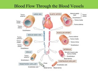 Blood Flow Through the Blood Vessels
 